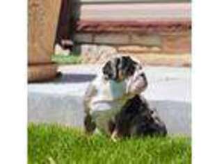 Bulldog Puppy for sale in Chicago, IL, USA