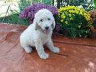 Goldendoodle Puppy for sale in Poulan, GA, USA