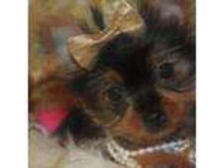 Yorkshire Terrier Puppy for sale in San Angelo, TX, USA