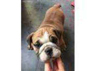 Bulldog Puppy for sale in Florence, CO, USA