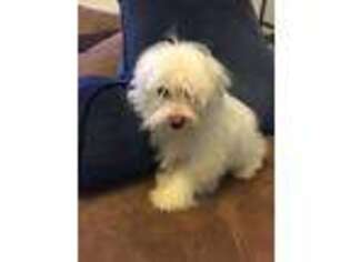 Maltese Puppy for sale in Wooster, OH, USA
