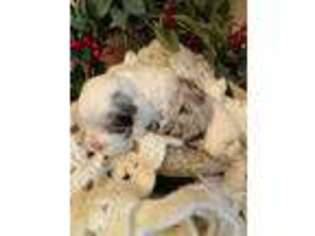 Cocker Spaniel Puppy for sale in Lexington, GA, USA
