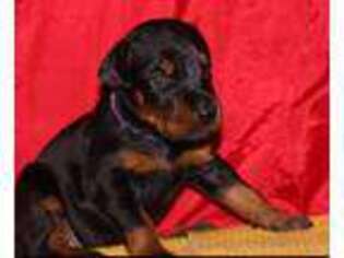 Doberman Pinscher Puppy for sale in Henderson, CO, USA
