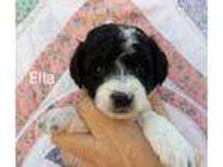 Mutt Puppy for sale in Batesburg, SC, USA