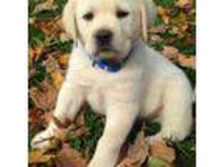 Golden Retriever Puppy for sale in Factoryville, PA, USA