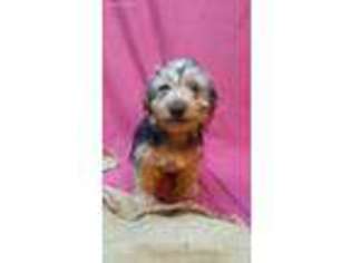 Yorkshire Terrier Puppy for sale in Cache, OK, USA