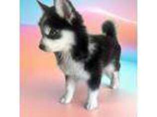 Siberian Husky Puppy for sale in Willingboro, NJ, USA