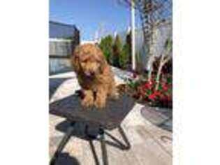 Goldendoodle Puppy for sale in New Port Richey, FL, USA