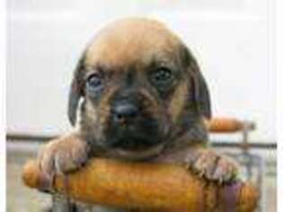 Puggle Puppy for sale in Shade Gap, PA, USA