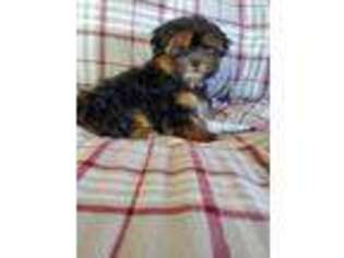 Shorkie Tzu Puppy for sale in New Holland, PA, USA