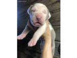Great Dane Puppy for sale in Kansas City, MO, USA