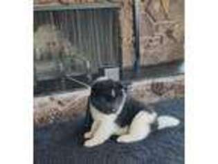 Akita Puppy for sale in El Cajon, CA, USA
