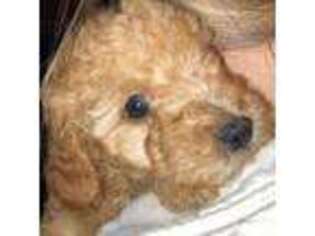 Mutt Puppy for sale in Monroe, UT, USA