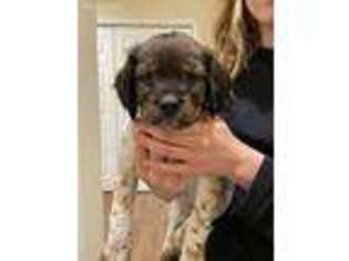 Brittany Puppy for sale in Montague, NJ, USA