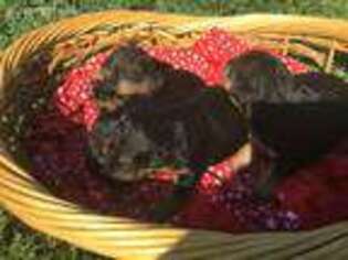 Welsh Terrier Puppy for sale in Lincoln, KS, USA