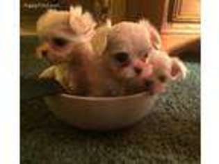 Maltese Puppy for sale in Tyler, TX, USA