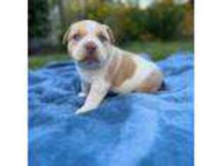 Mutt Puppy for sale in Spanaway, WA, USA