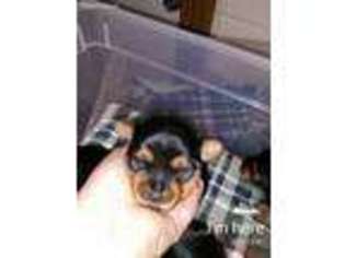 Yorkshire Terrier Puppy for sale in Fischer, TX, USA