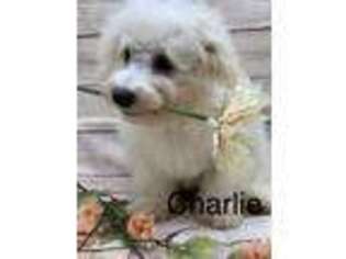 Bichon Frise Puppy for sale in Hot Springs, AR, USA