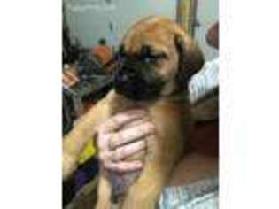 Mastiff Puppy for sale in Glenwood, MN, USA