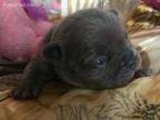 Bulldog Puppy for sale in Sparta, MI, USA