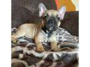 French Bulldog Puppy for sale in Cardington, OH, USA
