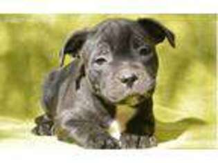 Staffordshire Bull Terrier Puppy for sale in El Paso, TX, USA