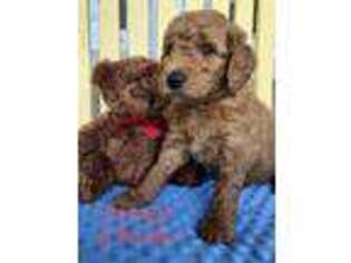 Goldendoodle Puppy for sale in Galveston, IN, USA
