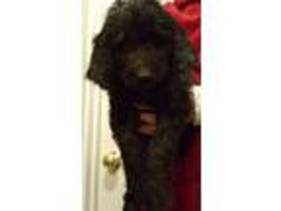 Goldendoodle Puppy for sale in Creal Springs, IL, USA