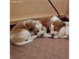 Beagle Puppy for sale in Corona, CA, USA