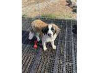 Saint Bernard Puppy for sale in Centerville, WA, USA
