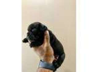 French Bulldog Puppy for sale in West Babylon, NY, USA