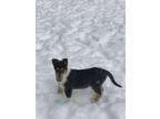 Collie Puppy for sale in Mechanicville, NY, USA