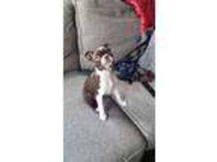 Boston Terrier Puppy for sale in Scarsdale, NY, USA