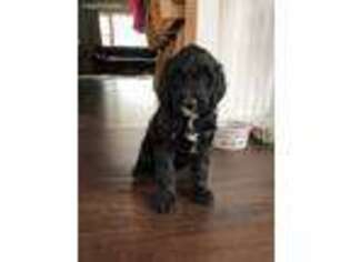 Goldendoodle Puppy for sale in Grand Rapids, MN, USA