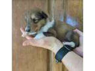Collie Puppy for sale in Phoenix, AZ, USA