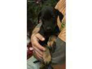 Doberman Pinscher Puppy for sale in Wolcott, IN, USA