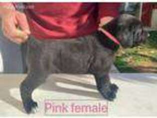 Cane Corso Puppy for sale in Vista, CA, USA