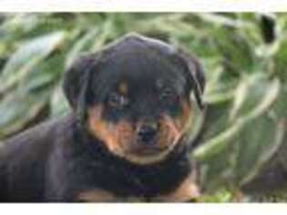 Rottweiler Puppy for sale in Fredericksburg, OH, USA