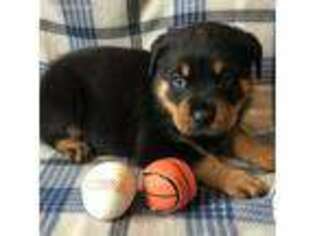 Rottweiler Puppy for sale in Rockdale, TX, USA