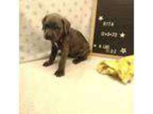 Cane Corso Puppy for sale in Fort Wayne, IN, USA