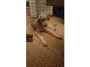 Irish Wolfhound Puppy for sale in Nashville, TN, USA