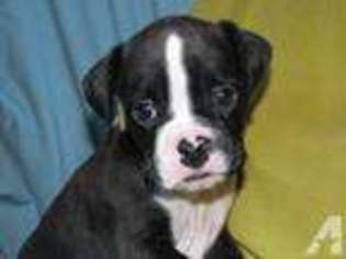 Labbe Puppy for sale in SEWELL, NJ, USA