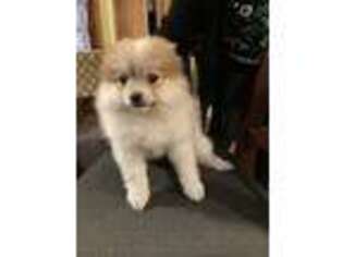 Pomeranian Puppy for sale in Middleboro, MA, USA