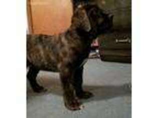Mastiff Puppy for sale in Lamar, MO, USA