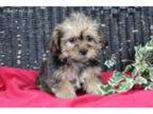 Shorkie Tzu Puppy for sale in Bangor, NY, USA