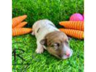 Jack Russell Terrier Puppy for sale in Bardwell, KY, USA