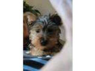 Yorkshire Terrier Puppy for sale in Fayetteville, NC, USA