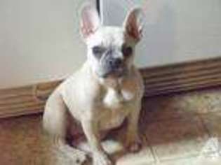 French Bulldog Puppy for sale in ISLAND POND, VT, USA