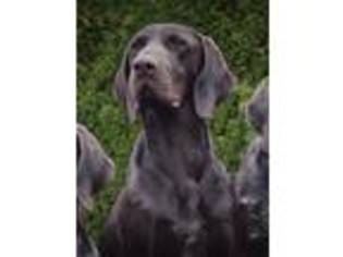 German Shorthaired Pointer Puppy for sale in Lancaster, Lancashire (England), United Kingdom